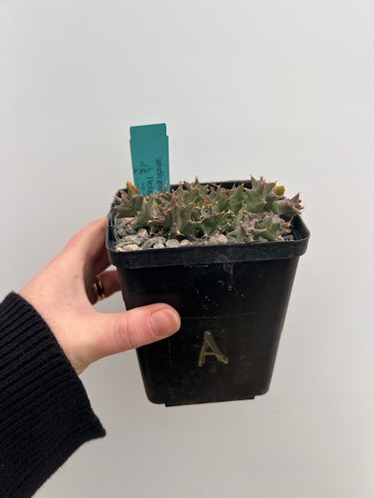 Euphorbia groenwaldii 5" Pot A