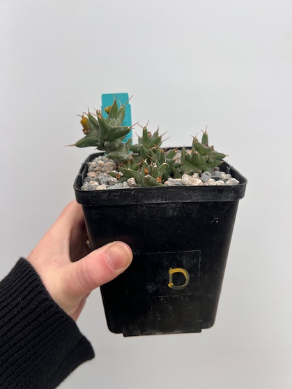 Euphorbia groenwaldii 5" Pot D