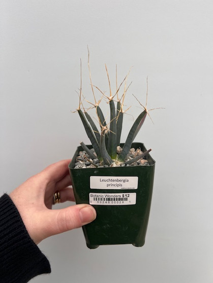 Leutchtenbergia principis 3.5" Pot