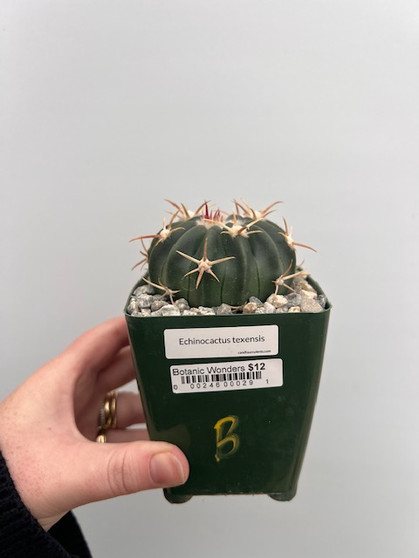 Echinocactus texensis  3.5" Pot B