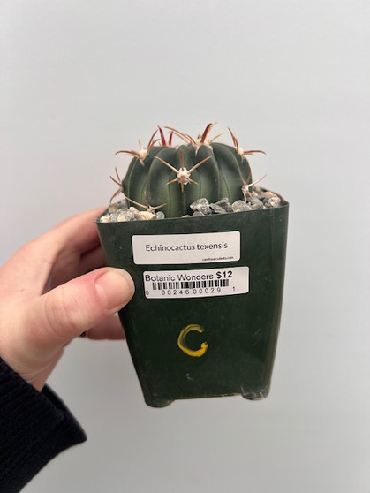 Echinocactus texensis  3.5" Pot C