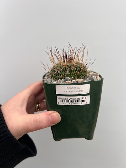 Stenocactus zacatecasensis 3.5" Pot