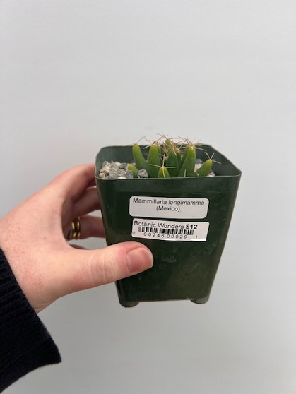 Mammillaria longimamma 3.5" Pot