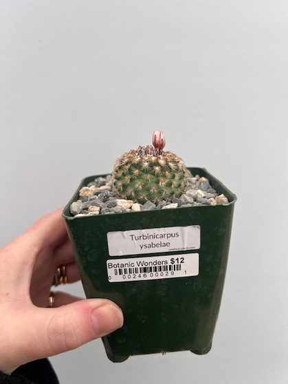 Turbinicarpus ysabelae 3.5" Pot