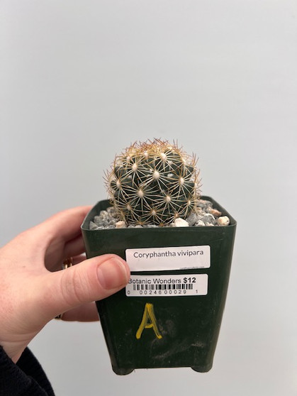 Coryphantha vivipara  3.5" Pot A