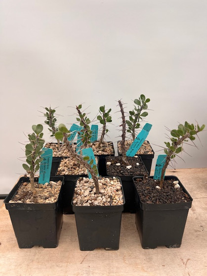 Fouquieria shrevei 5" Pots - Large