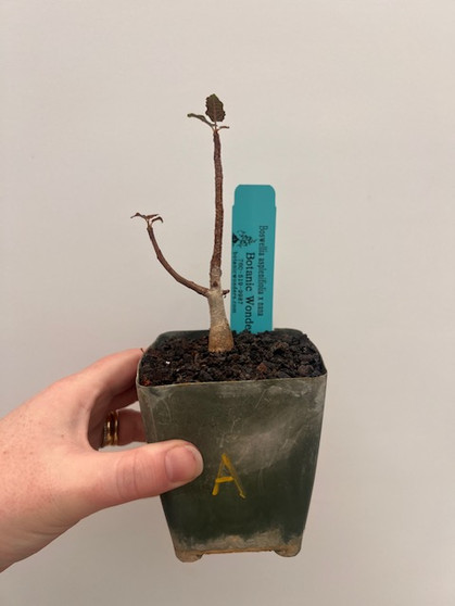 Boswellia asplenifiolia x nana 3.5" Pot A