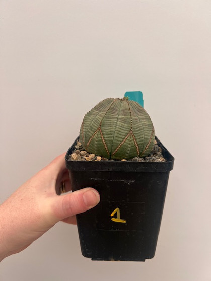 Euphorbia obesa 5" Pot 1