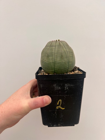 Euphorbia obesa 5" Pot 2