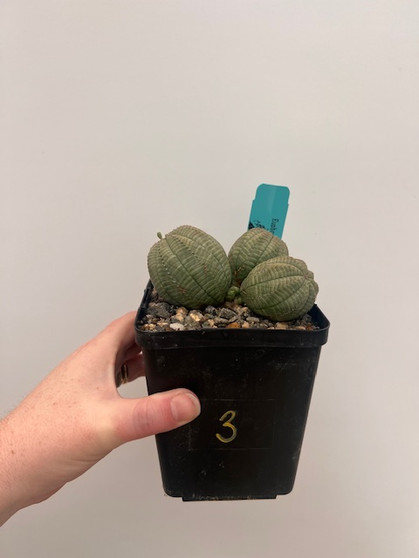 Euphorbia obesa 5" Pot 3
