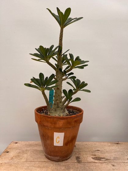 Dorstenia gigas 8" Pot C