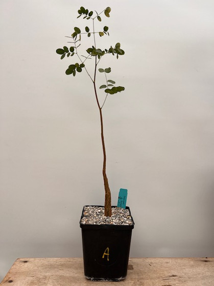 Delonix pumila 6" Pot A