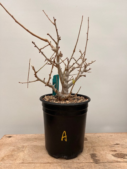 Boswellia neglecta 1 Gallon Pot A