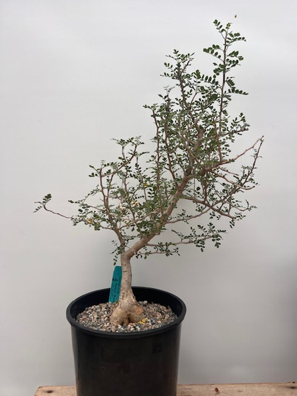 Pachycormus discolor 2 Gallon Pot