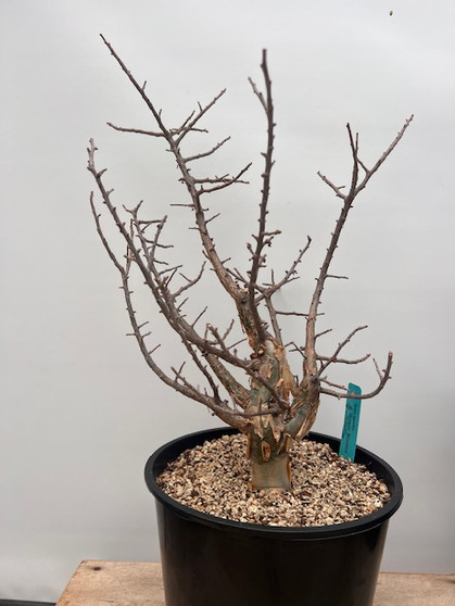 Bursera fagaroides 3 Gallon Pot