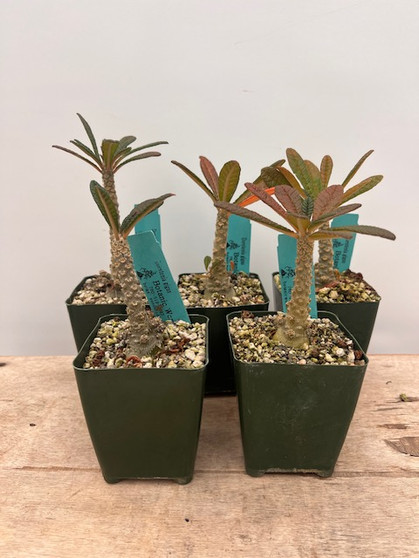 Dorstenia gigas 3.5" Pots