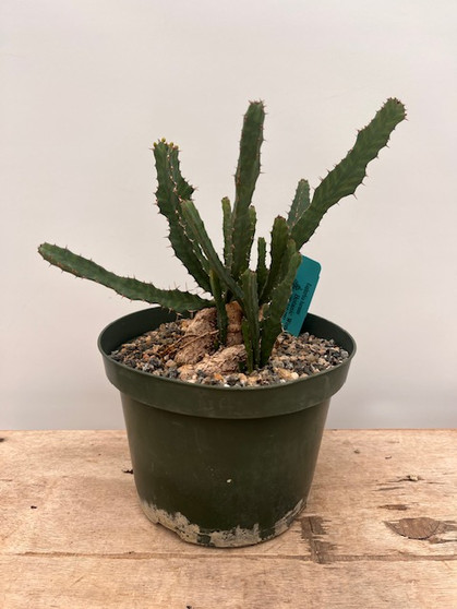 Euphorbia buruana 8" Pot