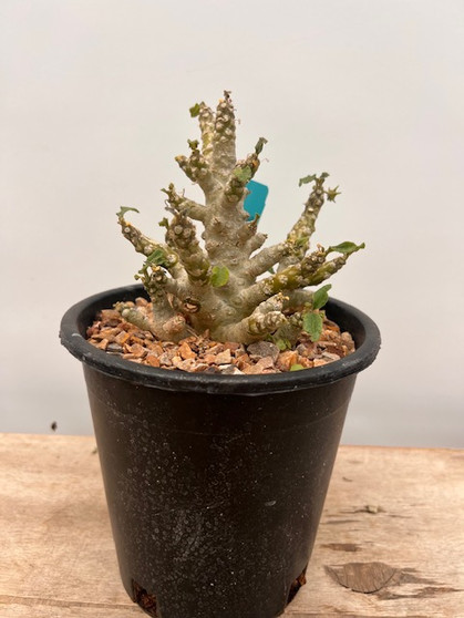 Dorstenia foetida 1 Gallon Pot