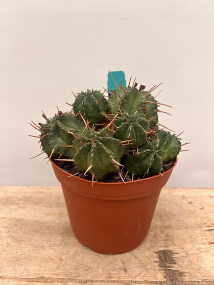 Euphorbia "Japanese Hybrid" 6" Pot