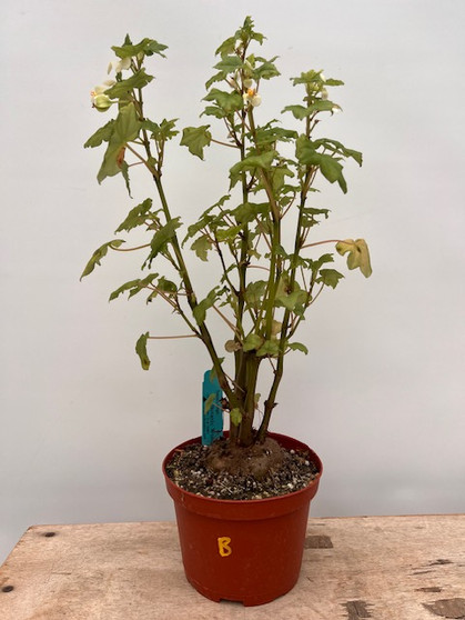 Begonia dregei 6" Pot B