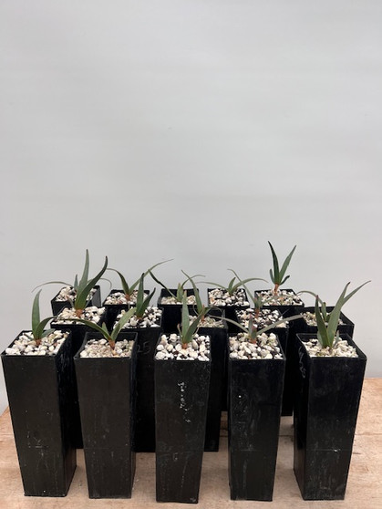 Welwitschia mirabilis - 15 Available!