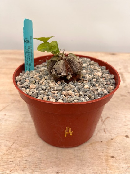 Dioscorea elephantipes 6" Choice Pot H