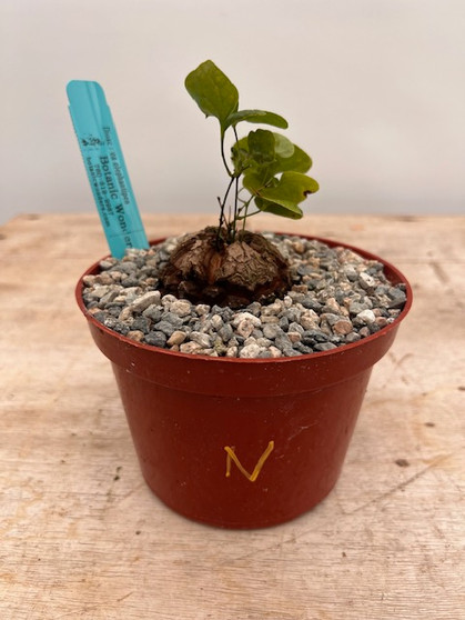 Dioscorea elephantipes 6" XL Pot N