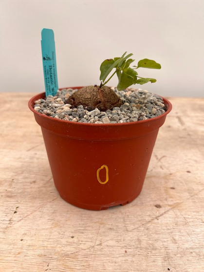 Dioscorea elephantipes 6" XL Pot O