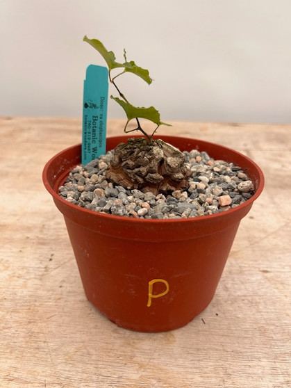Dioscorea elephantipes 6" XL Pot P
