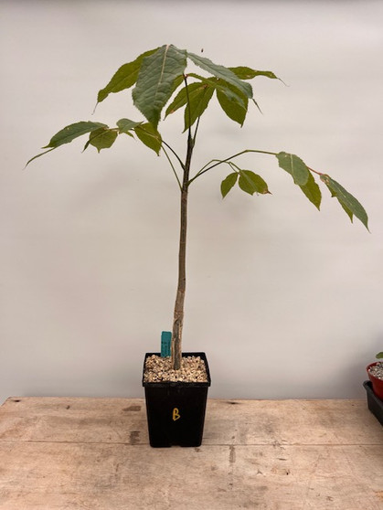 Commiphora capuronii 6" Pot B