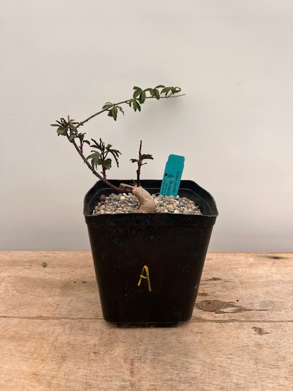 Ipomoea platensis 6" Pot A