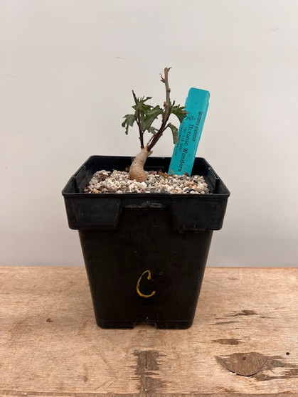 Ipomoea platensis 6" Pot C