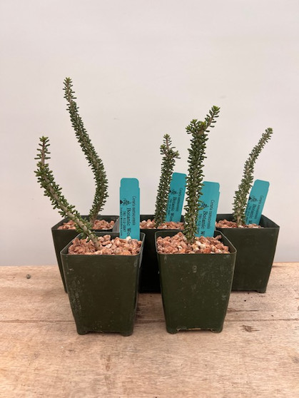 Ceraria namaquensis 3.5" Pots