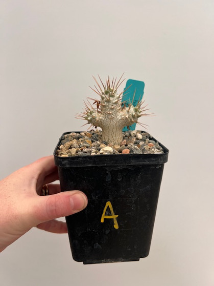 Pachypodium saundersii 'Compacta' 5" Pot A