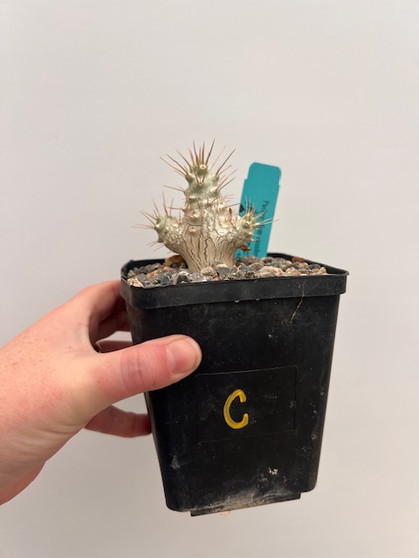 Pachypodium saundersii 'Compacta' 5" Pot C