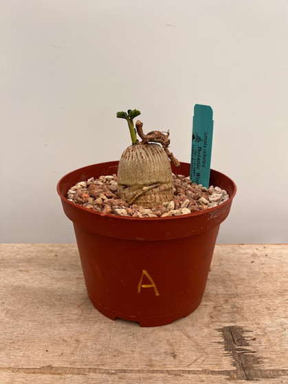 Jatropha cathartica 6" Pot A