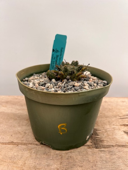 Euphorbia fusca hybrid 6" Pot B