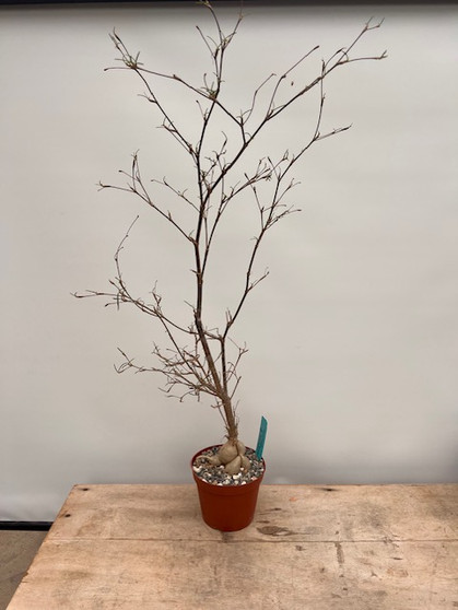 Euphorbia hedyotoides 6" Pot