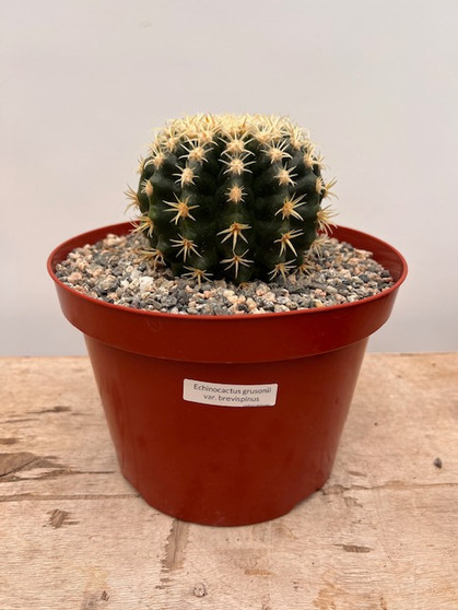 Echinocactus grusonii v. brevispinus 8" Pot