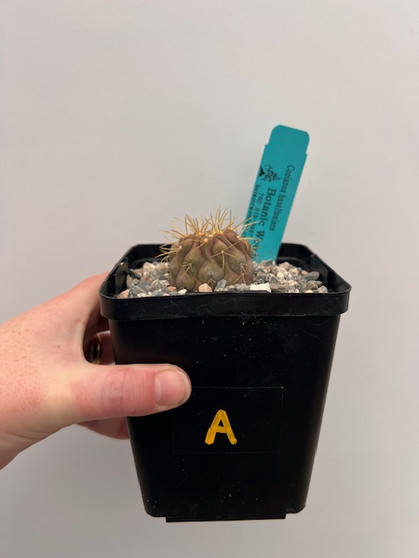 Copiapoa haseltoniana 5" Pot A