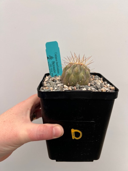 Copiapoa haseltoniana 5" Pot D