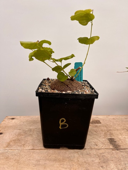 Dioscorea elephantipes 6" Pot B