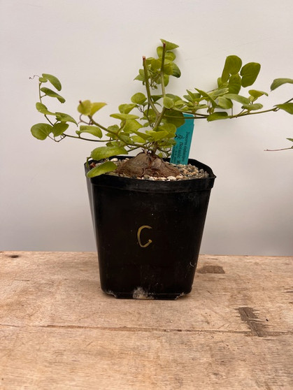 Dioscorea elephantipes 6" Pot C