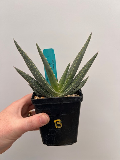 Aloe woodii 3.5" Pot B