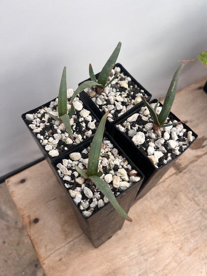 Welwitschia mirabilis - 4 Available!