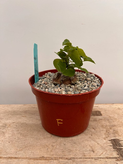 Dioscorea elephantipes 6" Pot F - Extreme Fissures!