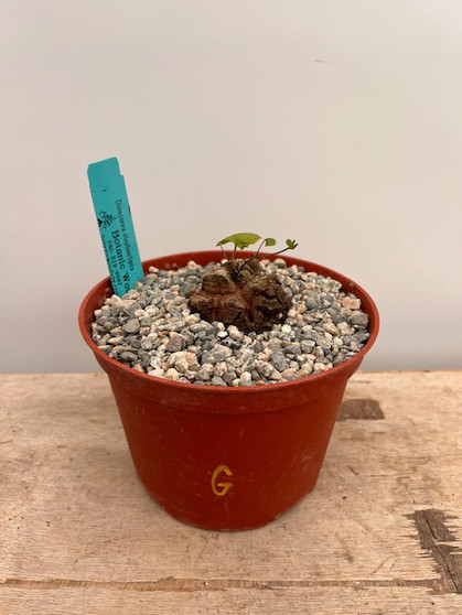 Dioscorea elephantipes 6" Pot G - Extreme Fissures!