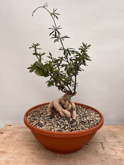 Ipomoea platensis Specimen Bowl
