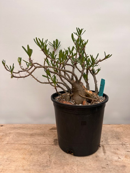 Pachypodium succulentum x bispinosum 2 Gallon Pot