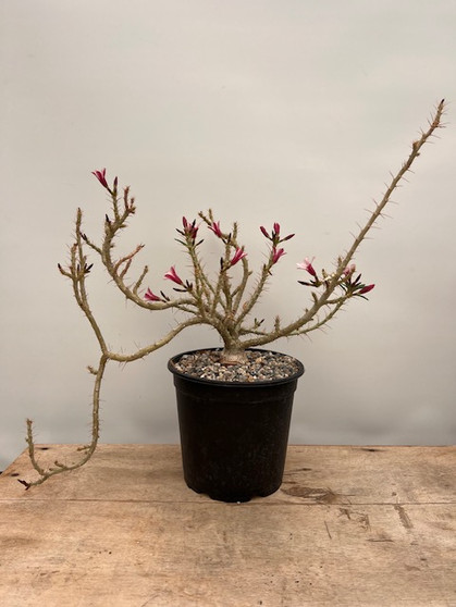 Pachypodium succulentum x bispinosum 1 Gallon Pot